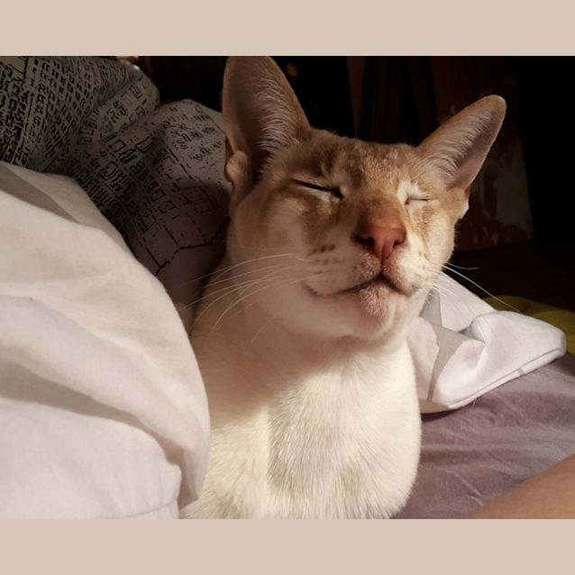 Photo of Lulu