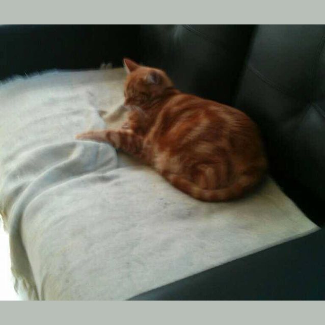 Photo of Tigger And Gidget The Inseperable Duo