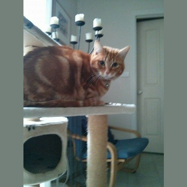 Photo of Tigger And Gidget The Inseperable Duo