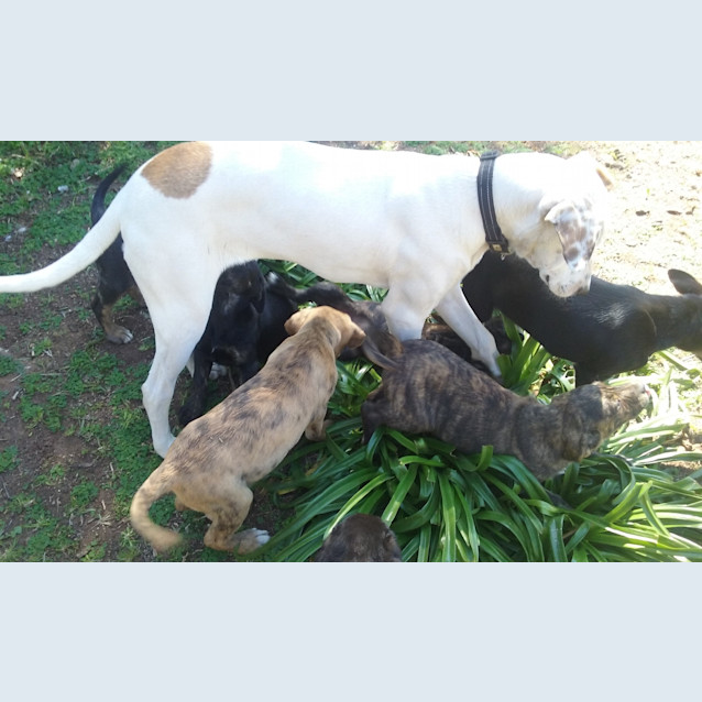 Photo of Clancy .. Loyal, Gentle, Chilled