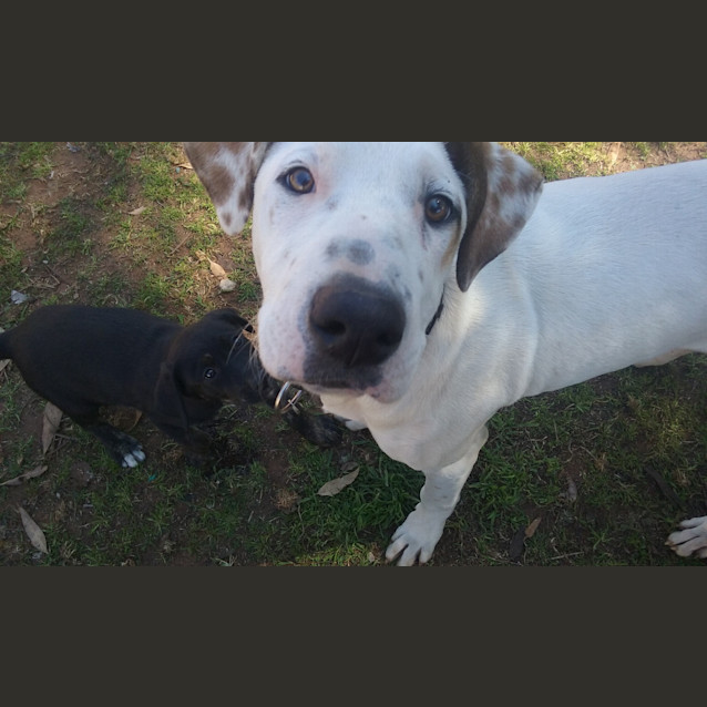 Photo of Clancy .. Loyal, Gentle, Chilled