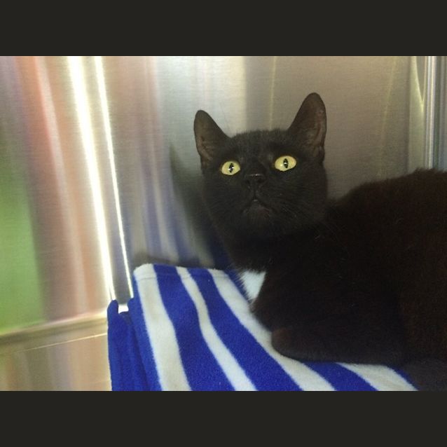 Photo of Licorice