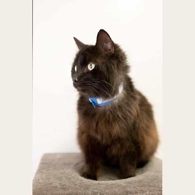 Photo of Bram