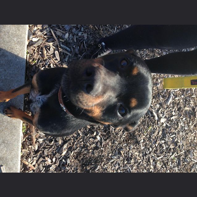 Photo of Buddy