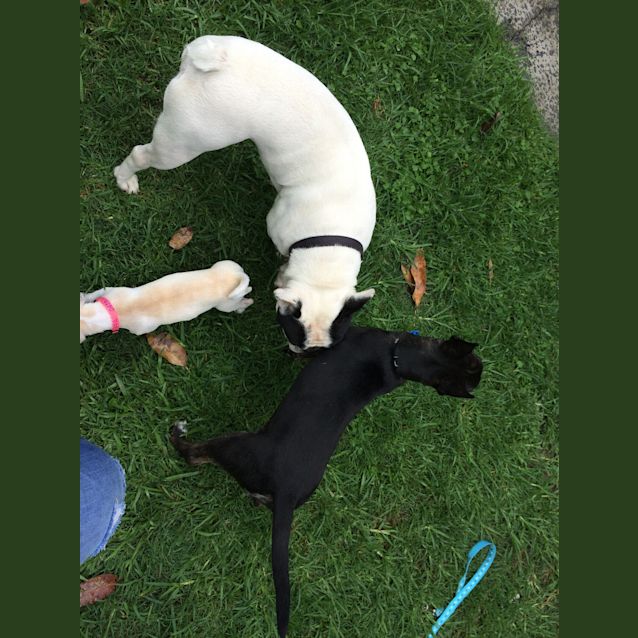 Photo of Tiny (Cat/Child/Dog Friendly)