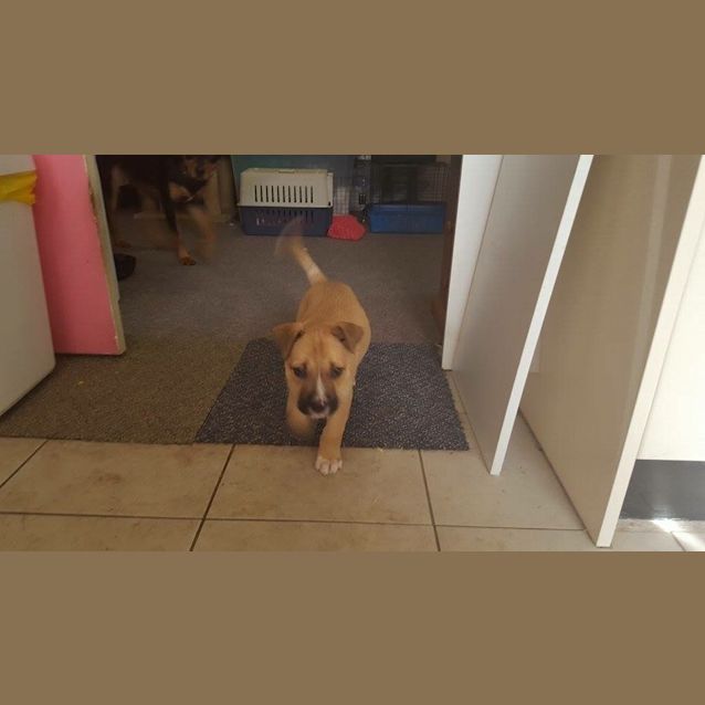 Photo of Cobie (Dog/Cat/Child Friendly)