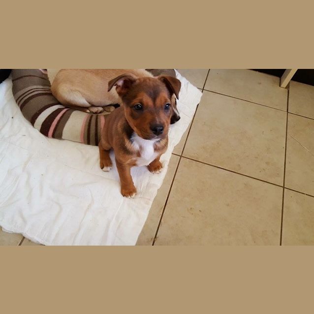 Photo of Louise (Dog/Cat/Child Friendly)