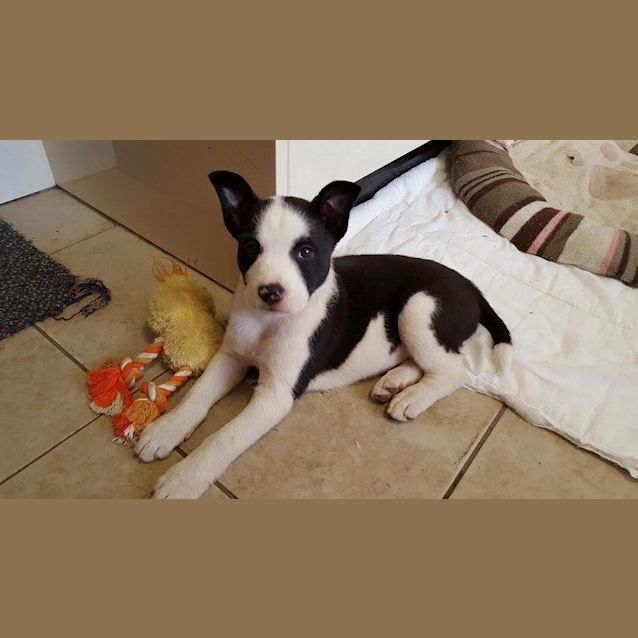 Photo of Pippi (Dog/Cat/Child Friendly)