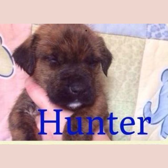Photo of Hunter