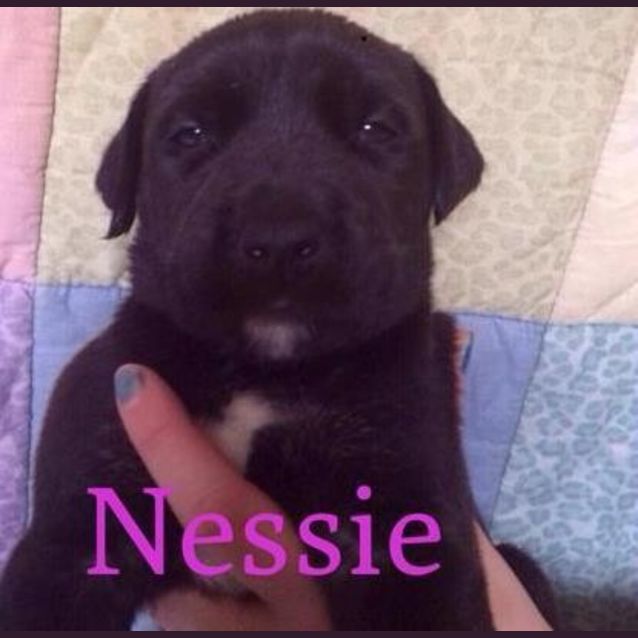 Photo of Nessie