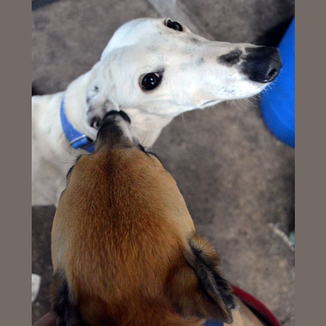 Photo of "Salt", Sweeter Than Her Name. Melbourne