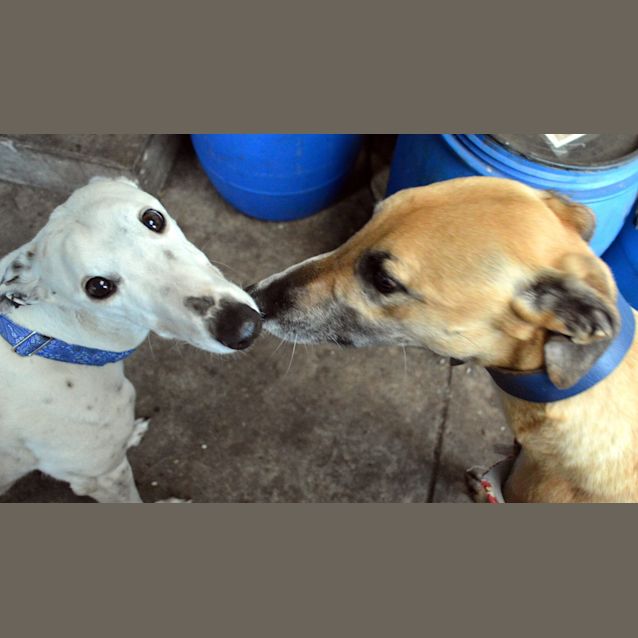 Photo of "Salt", Sweeter Than Her Name. Melbourne