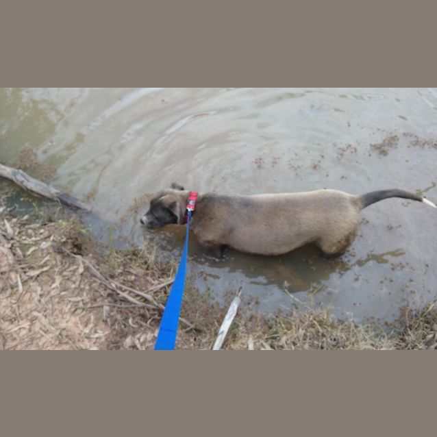 Photo of Turtle ...Loves Water! Reduced Fee!