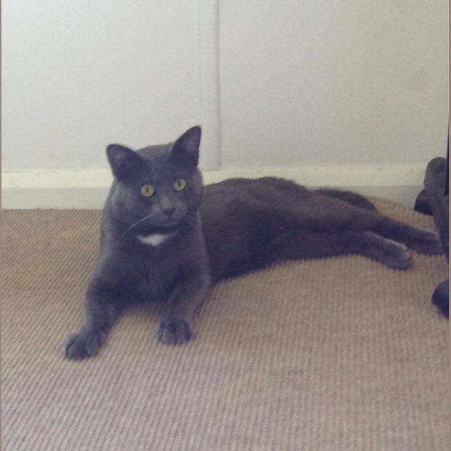 Photo of "Aragorn" Purrfect Match 