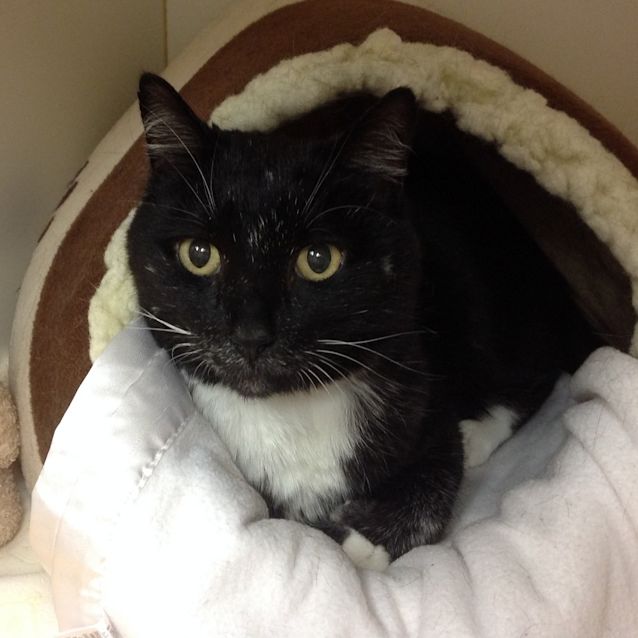 Photo of Nerone
