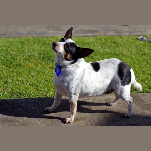 Photo of Tammy ~(On Trial 29/9/15) Mini Foxy X