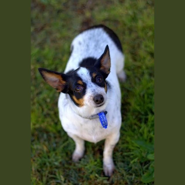 Photo of Tammy ~(On Trial 29/9/15) Mini Foxy X