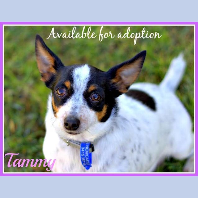 Photo of Tammy ~(On Trial 29/9/15) Mini Foxy X