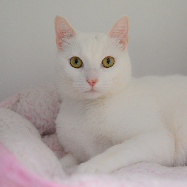 Photo of Duchess