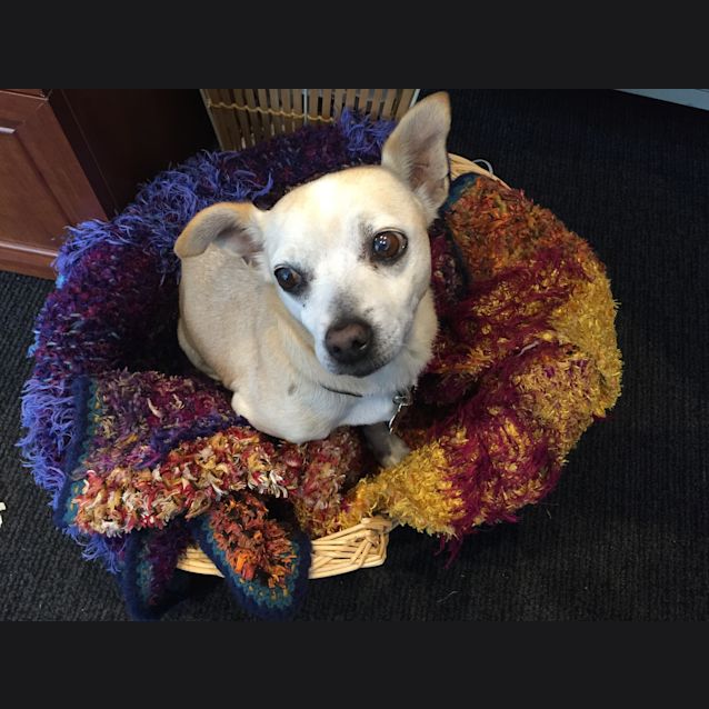 Photo of Duchess 