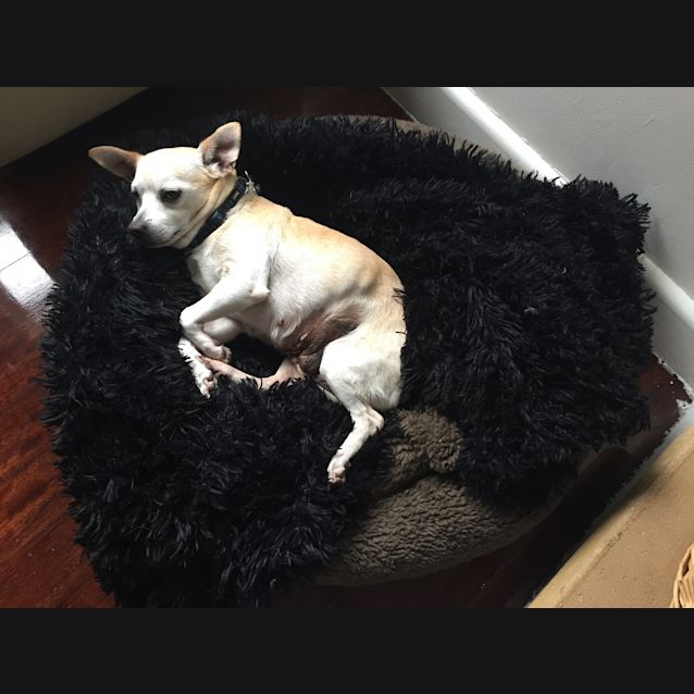Photo of Duchess 