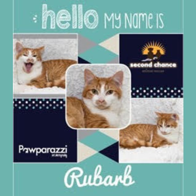 Photo of Rhubarb