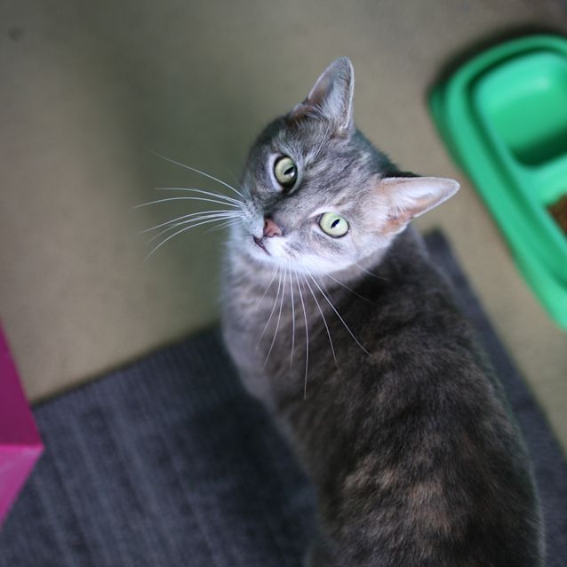 Photo of Smokey