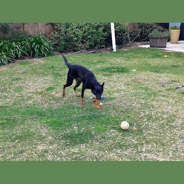Photo of Maverick ~ Kelpie (On Trial 28/10/17)