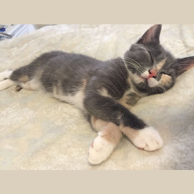 Photo of Cleo (Wanda)