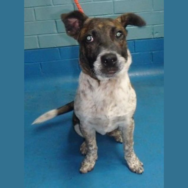 Photo of Sprocket