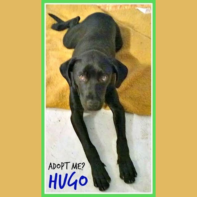 Photo of Hugo ~ Labrador X (On Trial 16/10/15)