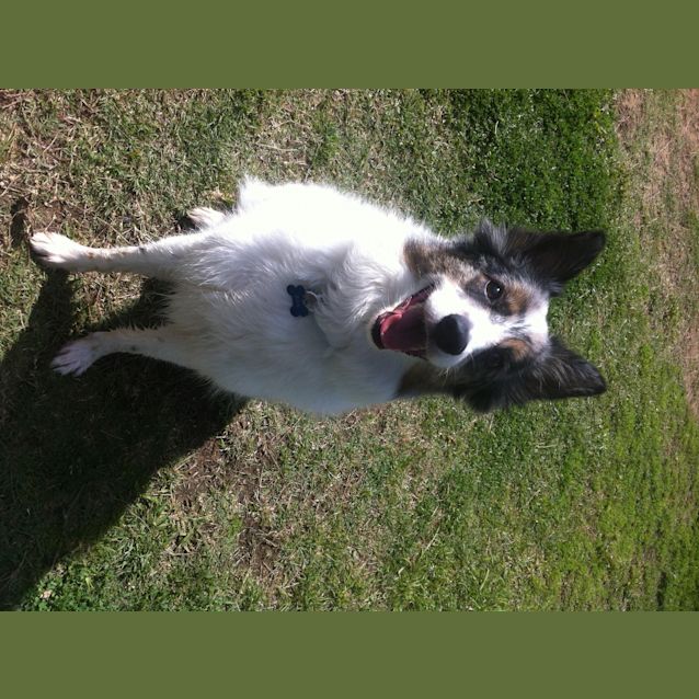 Photo of Rex