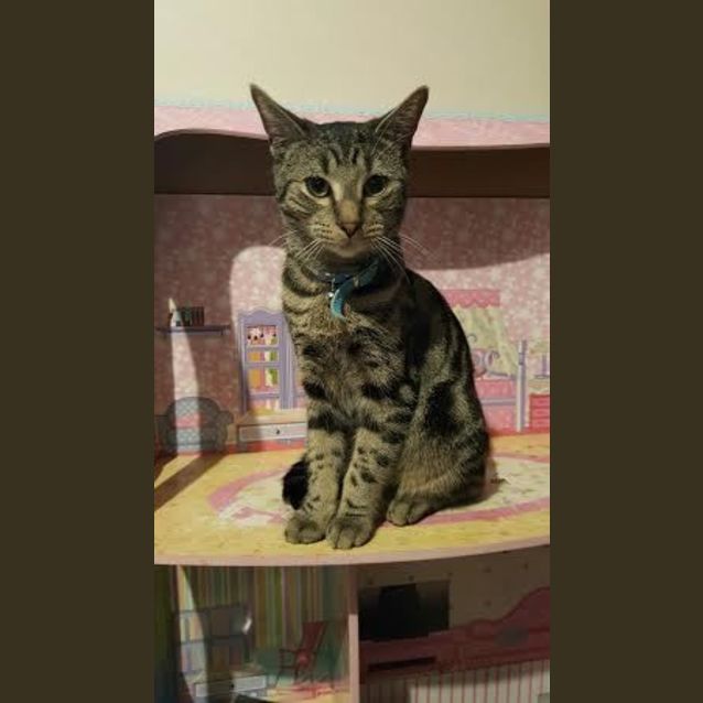 Photo of Seiko   Kitten Kapers Rescue