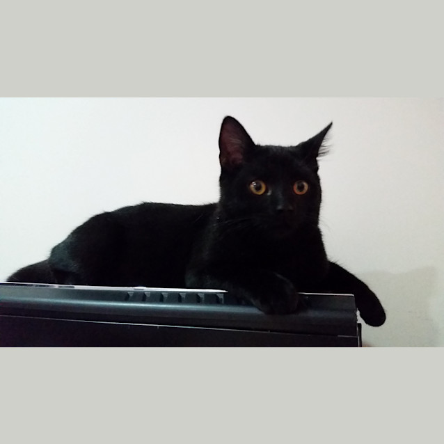 Photo of Linus
