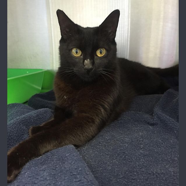 Photo of Raven