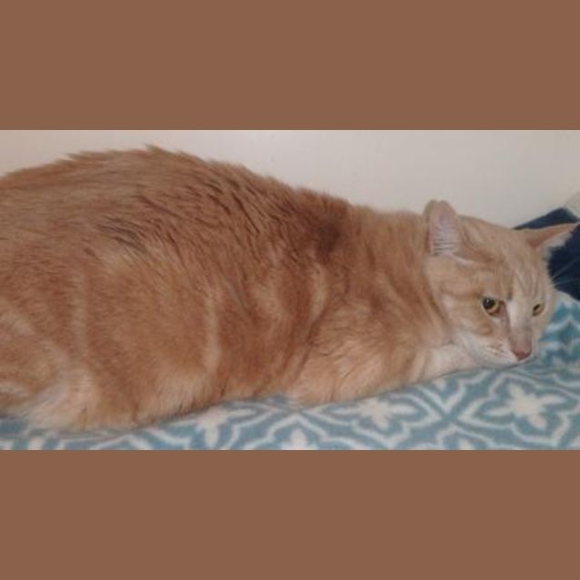 Photo of Cosmo