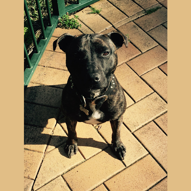Photo of Baxter