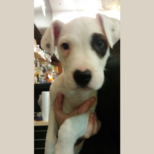 Photo of Snoopette @ The Pet House Tuggerah