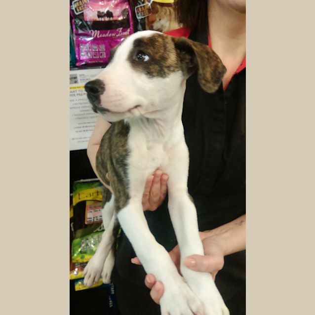 Photo of Diego @ The Pet House Tuggerah