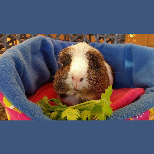 Photo of Alfie
