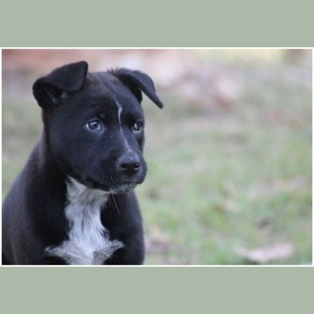 Photo of Tequila 
