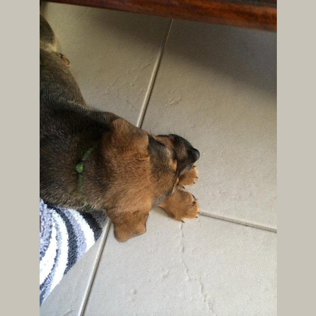 Photo of Chilli 