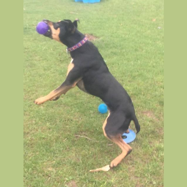 Photo of Bass ... The Doesn't Dog