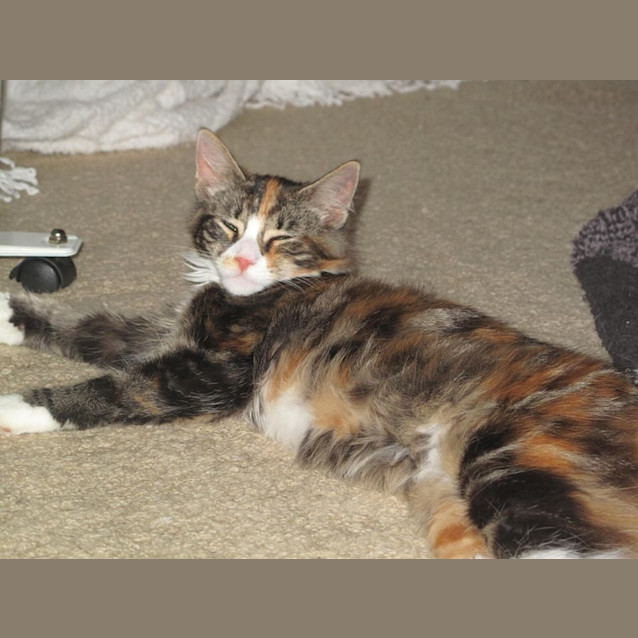 Photo of "Grace"   Purrfect Match