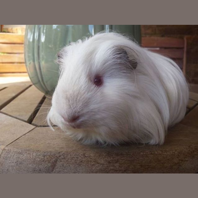 Photo of Yoshi