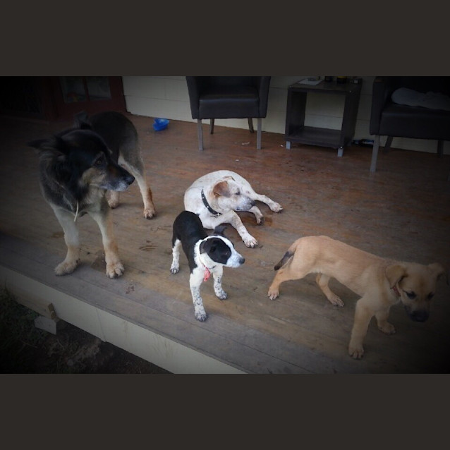 Photo of Ritchie (Obedience Training/Agility/Flyball)