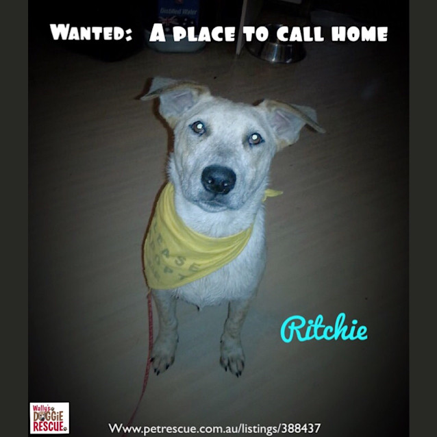 Photo of Ritchie (Obedience Training/Agility/Flyball)