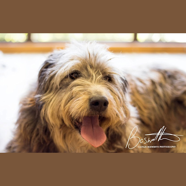 Photo of Alfie