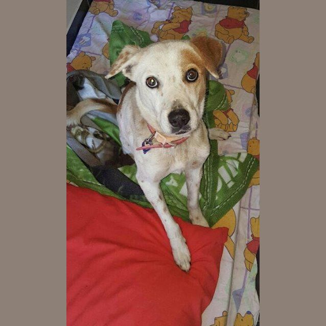 Photo of Bindi 