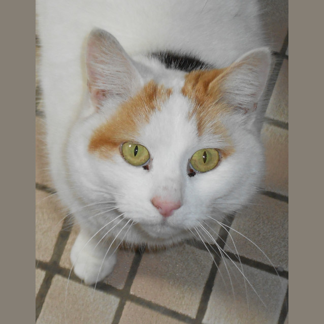 Photo of Dumpling